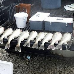 8 fish caught while fishing in OH