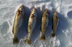 Four fish caught while fishing in Ohio
