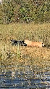 Grand Island, FL Wildlife Tour