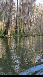 Nature Tour in Grand Island, FL