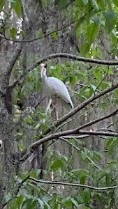 Grand Island, FL Wildlife Tour