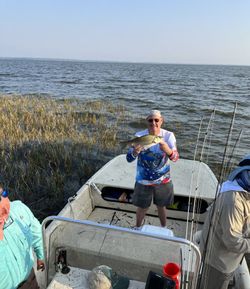 White bass catch on fishing boat in Grand Island FL waters