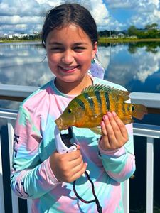 Fisherman catching Mexican Mojarra in Miami