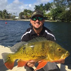 Peacock bass fishing in FL