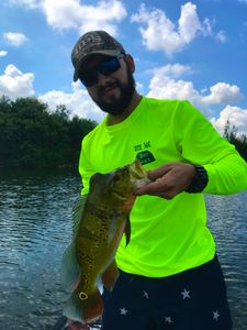 Peacock bass fishing in Miami