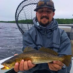 Spotted Weakfish caught fishing in FL
