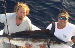 Huge Blue Marlin caught in Ocean City