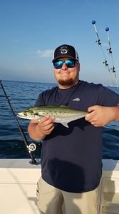 A Cero Mackerel fish caught in MD