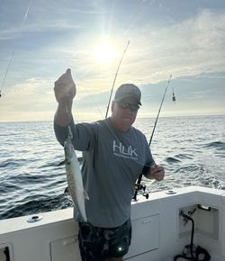A fisherman holding a Spanish Mackerel fish in MD