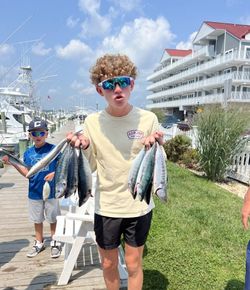 Three fish caught in the ocean at Ocean City