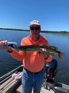 A chain pickerel fish caught in Wisconsin Rapids