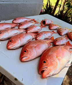 5 fishing rods in North Bay Village