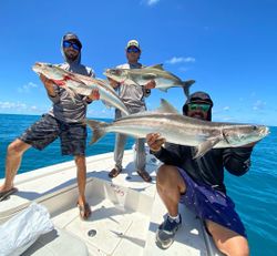 Three cobia fishing in North Bay Village