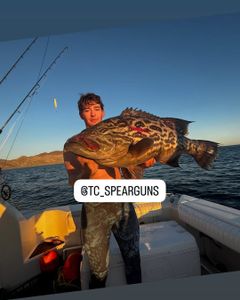 Impressive catch of a black grouper in North Bay Village