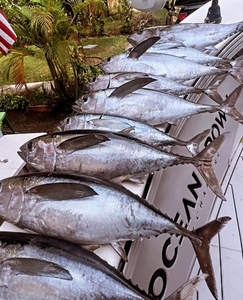 Five Atlantic Bonito and Yellowfin Tuna in FL