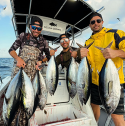 6 big blackfin tuna, dogtooth tuna, and atlantic bonito fish caught during fishing trip in North Bay Village
