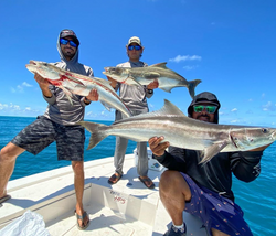 3 Cobia fish caught while fishing in FL