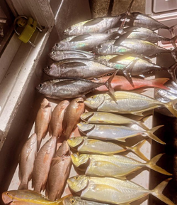 11 blue runner and blackfin tuna fish caught in North Bay Village