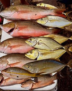 Ten mutton snapper, blue runner, and grey snapper fish in FL