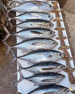 Seven blackfin tuna caught while fishing in FL