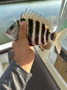 Sheepshead catch in Myrtle beach SC Fishing trips