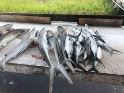 5 Bonnethead Shark, Atlantic Sharpnose Shark, and Spanish Mackerel caught while fishing in Calabash