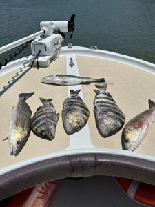 6 redfish and sheepshead caught in Calabash