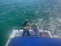 Bull shark measuring 27 inches