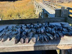 Picturesque fishing landscape in NC