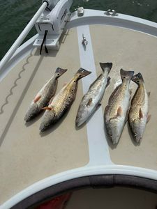 4 redfish caught while fishing in NC