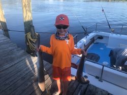 Two Atlantic Sharpnose Shark and Picked Dogfish fish caught in Calabash