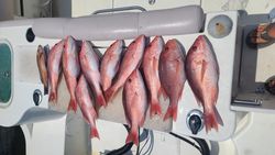 Fish-Species