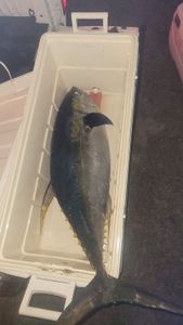 Massive Yellowfin Tuna.