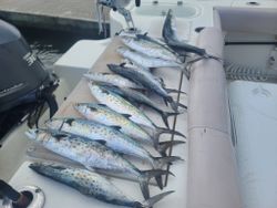 Spotted Spanish Mackerel stack.