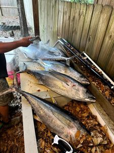 Two little tunny fish caught fishing in Gulf Shores