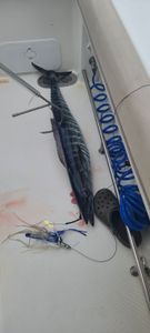 A fishing trip in AL