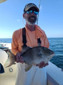 Angler holding a 12-inch grey triggerfish in Gulf Shores