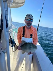 Grey Triggerfish caught while fishing in Gulf Shores