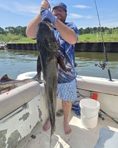 Large cobia fish catch displayed on fishing boat in Gulf Shores AL