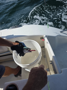 Huge catch awaits in Gulf Shores' partly cloudy waters!