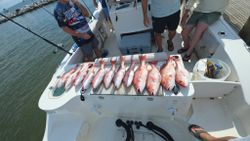 Red snapper catch displayed on fishing boat deck in Gulf Shores Alabama