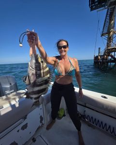 Sheepshead fish caught while fishing in Gulf Shores AL