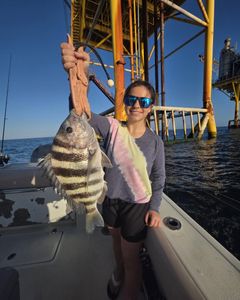 Fresh caught sheepshead fish being held on fishing boat near offshore platform in Gulf Shores AL