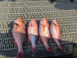 Four Red Snappers blasted today in Gulf Shores' partly cloudy waters!