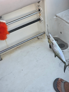 Reeling in the best Spanish Mackerel under partly cloudy skies in Gulf Shores!