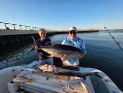 Three yellowfin tuna caught while fishing in Gulf Shores