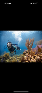 Scuba diver exploring vibrant coral reef with sea fans and colorful marine life underwater