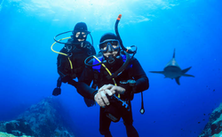 Diving with sharks, a thrilling experience!
