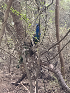 Peacock visible through dense forest branches and vegetation in natural woodland habitat