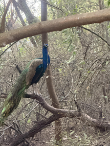 Colorful peacock perched on tree branch in natural forest environment